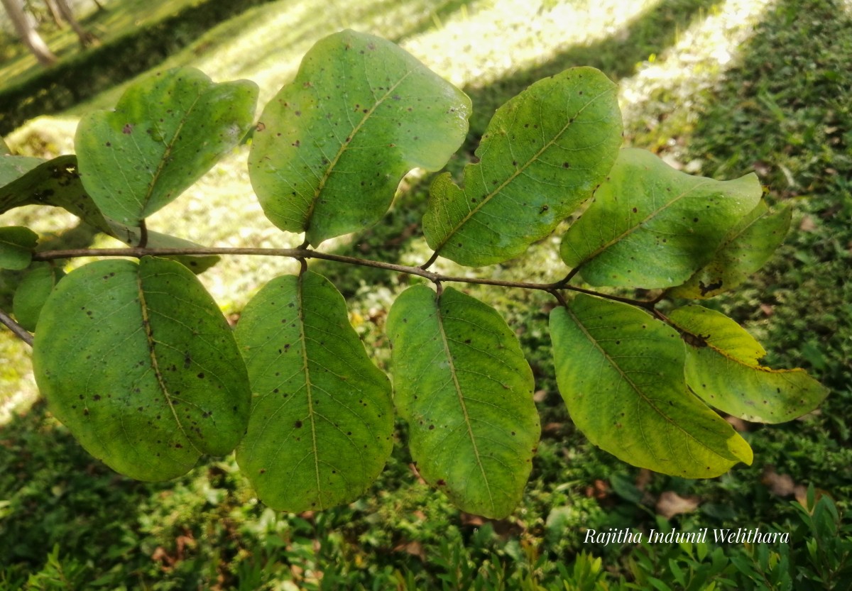 Terminalia anogeissiana Gere & Boatwr.